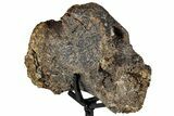 Long Allosaurus Caudal Vertebra With Stand - Wyoming #325124-1